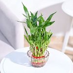 Ugaoo Lucky Bamboo 2 Layer Feng Shui Plant with Lotus Glass Bowl