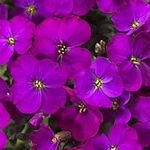 Perfect Plants - Aubrieta Perennial Plant Purple - 6 Pack of Garden Ready Plants