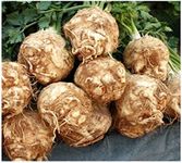 PREMIER SEEDS DIRECT - Celeriac - Giant Prague - 2.5 Grams