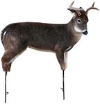 The Freshman (Whitetail Buck) by Montana Decoy