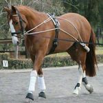 Horse Masters Equestrian Pessoa Style Pulley Rope Schooling Lunging System Training Aid