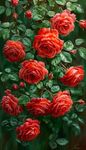 Climbing Rose Imported Flower seeds for Home and Gardening pack of 70 to 100 seeds (DARK ORANGE)
