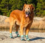 All Weather Neoprene Paw Protector Dog Boots with Reflective Straps in 5 Sizes! (Turquoise Large)