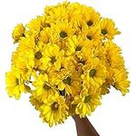 20 Yellow Fresh Cut Chrysanthemums 