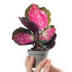 Baby Prayer Plant Rose-Painted Calathea Purple Roseopicta Rosy | Small Evergreen Houseplant | Air Purifying Indoor Plant for Home, Office