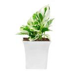 JESAA GREENS Pothos Money Plants With White Pot, Home & Office Décor | Easy Care | Air Purifying | Lucky plant | Plant for Gifting | indoor & outdoor decoration | Set of 1