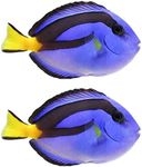 2LOT African Blue Hippo Tangs - Live Saltwater Aquarium