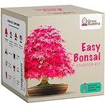 Grow Your Own Bonsai kit | Tree Pla