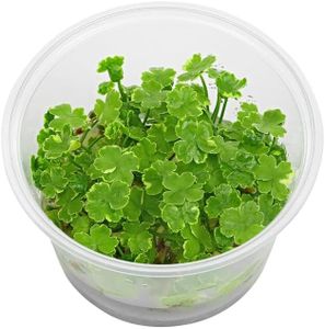 Tissue Culture Live Aquarium Plants | in Vitro Freshwater Aquatic Plants for Small Aquariums and Foreground (Dwarf Pennywort)