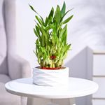 Ugaoo Lucky Bamboo 3 Layer Plant with Criss premium Ceramic planter | Perfect for Diwali Gift