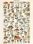 Millot Encyclopedia Page Mushrooms 