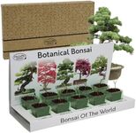 Pronto Seed Grow Your Own Bonsai Tr