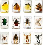 12 Pcs Insect in Resin Collection -