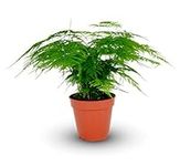 Asparagus Plumosus House Plant in A 12cm Pot - Asparagus Fern Indoor Plant