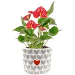 Costa Farms Live Red Anthurium, 12-Inches Tall, Ships in White Ceramic Planter with Christmas Candy Cane Décor, Great as Holiday Gift or Christmas Decoration