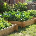 Lumber For Raised Beds