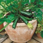 M-Tech Gardens Rare Hybrid Zucchini " Midnight " Exotic 10 Vegetable Seeds for Growing