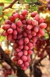 GREEN LINE Rare Red Grape Lal Angoor Lal Angur Grafted Live Plant Original Veriety