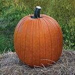 Pumpkin Plants, Edible 'Jack O' Lantern' Pack of 3 Garden Ready Plants 10.5cm pots