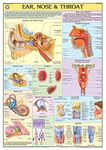 HP22S | TeachingNest | Ear, Nose, Throat Chart 70x100 cm | English | Human Physiology Chart | Synthetic | Wall Sticking [Wall Chart] teachingnest and Human Physiology Charts