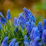 Carbeth Plants - 100 x Muscari armeniacum Grape Hyacinth Spring Bulbs - Blue Spring Flowering Perennials - UK Hardy Low Maintenance Pollinator Friendly - Grow in Beds, Borders and Patio Pots