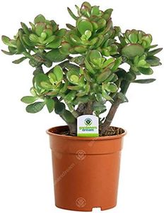 Crassula O