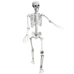 Posable Life Size Human Skeletons,Adult Skeletons Plastic Human Bones with Movable Joints for Halloween Decoration (White)