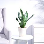 Ugaoo Sansevieria Superba Green Snake Plant with Self Watering Pot