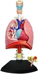 TEDCO 4D Respiratory System Model