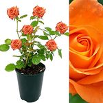 Rose Bush Whisky Mac - Floribunda Orange Rose Bush for The Garden in a 3 Litre Pot (1 Plant)