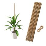 EXALT® 2 feet Premium Natural Teak Wood Plant Support Sticks - Garden Sticks for Straightening Training and Supporting Plants - Strong and Durable Solution for Healthy Growth (15 pcs)