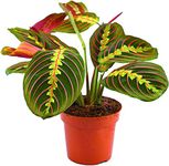 Maranta Fascinator Tricolour Prayer Plant for Home & Office (20-30cm Incl Pot).