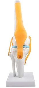Ultrassist Human Knee Joint Model with Ligaments, Flexible 1:1 Scientific Life Size with Lightweight Display Base, Best Teaching Tool for Patient Education & Anatomy Study