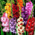 Gartig Gladiolus/sword lily flower bulbs (Multicolour, 5 Bulbs | Fragrant Flower Plants Seeds for Home Gardening | Bulbs for Indoor Home Decor | Flowering Bulbs | Fresh Bulbs for Flower Pots)