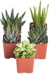 Shop Succulents | Alluring Collecti