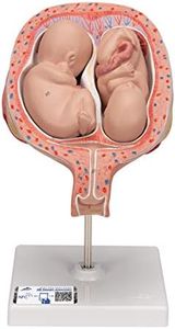 3B Scientific L10/7 Feti Gemelli, 5. Mese, Presentazione Normale + software gratuito di anatomia - 3B Smart Anatomy