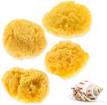 Evergreen Pet Supplies 4-Pack of Natural Hermit Crab Sea Sponges - All Natural Sponge for Crabs - Assists Safer Drinking, Provides Nutrients, Balances Tank Humidity