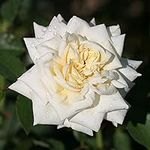 Heirloom Roses White Climbing Rose 