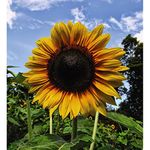 Sunflower Seeds 'Russian Giant' Hardy Annual Flower Seeds Easy to Grow Your Own Garden Plants 1 Packet of Seeds by Thompson & Morgan