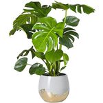 30-40cm Potted Monstera Deliciosa | Best Indoor Plants for Sale