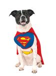 DC Comics Pet Costume, Superman, Medium