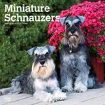 Miniature Schnauzers | 2024 12 x 24 Inch Monthly Square Wall Calendar | BrownTrout | Animals Small Dog Breeds