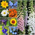 Seed Needs, Large 2 Ounce Package of 30,000+ Partial Shade Wildflower Seed Mixture for Planting (99% Pure Live Seed Butterfly Attracting - NO Filler) Annual Perennial Biennial - Bulk