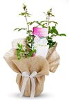 Silver Wedding Rose Bush - Silver Anniversary 25th Rose Plant - Gift Wrapped in Stylish Wrap