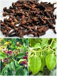 STAR PLANT Live Plant Extremely Aromatic Clove Plant Indian Spices (Syzygium Aromaticum) 1 Healthy Live Spice Plant