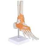 LVCHEN Anatomical Foot Model with L
