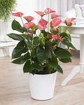 GardenersDream Pink Anthurium Laceleaf Plant in Pot - Live Colourful Indoor Air Purifying Plant - Healthy Indoor Potted Plant for Bedroom - Housewarming Gifts for Home (15-25 cm)