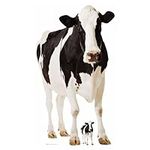 Star Cutouts SC163 Lifesize Cardboard Cutout of Cow Farm Animal Perfect for collectors, fans and friends 152cm Tall