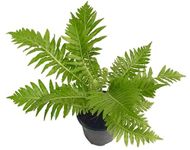 The Four Seasons Dwarf Tree Fern Plant | Silver Lady Fern | Blechnum Gibbum | Natural Live Plant in Pot (Tree Fern)