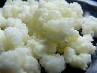 Active Milk Kefir Grains